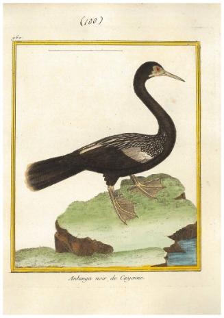 Anhinga noir de Cayenne