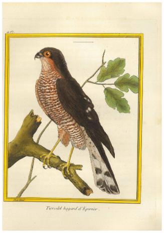 Tiercelet hagard d'Épervier 