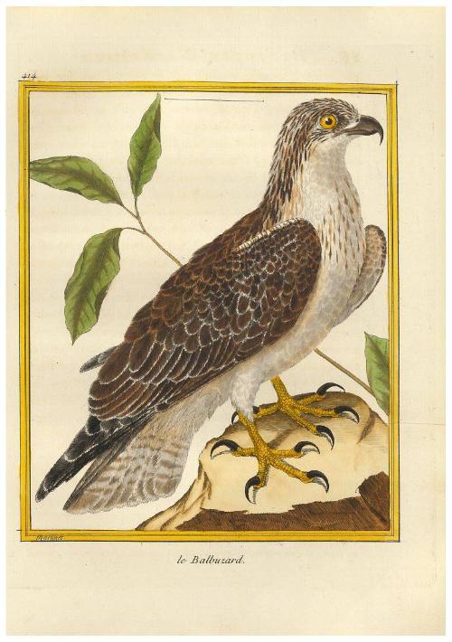 Le Balbuzard