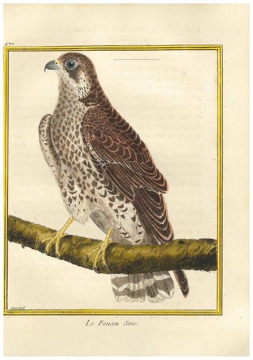 Le Faucon Sors