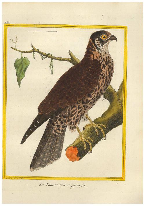 Le Faucon noir et passager