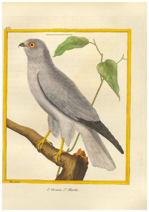 L'Oiseau St. Martin