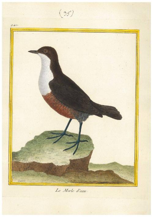 Le Merle d'eau