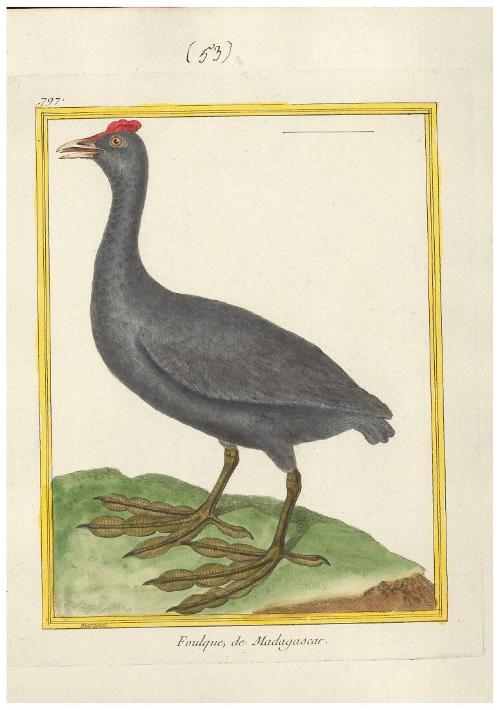Foulque de Madagascar
