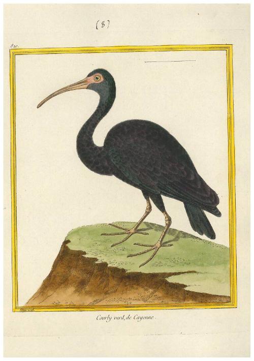 Courly verd de Cayenne