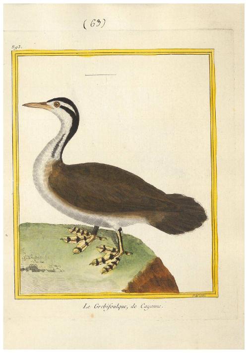 Le Grebifoulque de Cayenne