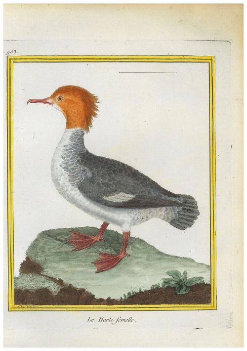 Le Harle (femelle)