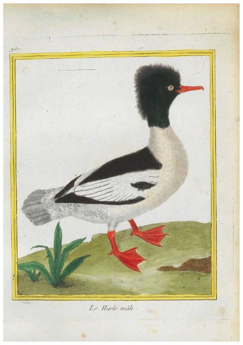 Le Harle (mâle)