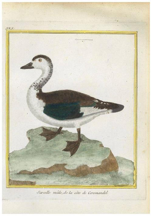 Sarcelle mâle de la côte de Coromandel