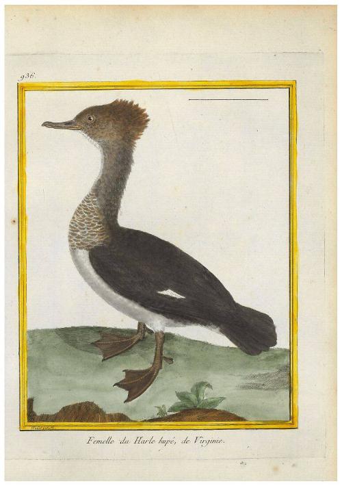 Femelle du Harle hupé de Virginie