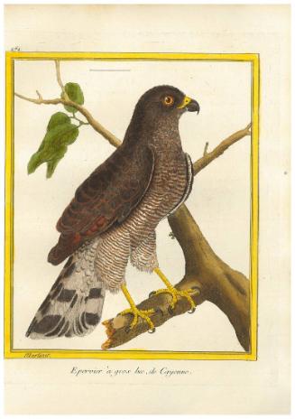 Epervier à gros bec de Cayenne