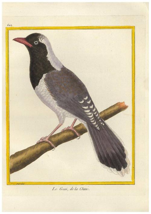 Le Geai de la Chine