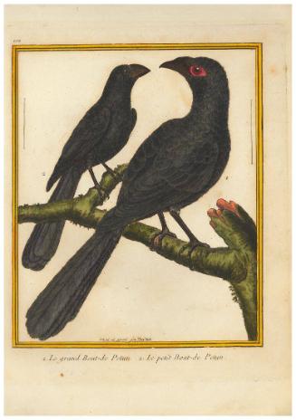 1. Le grand Bout-de Petun. 2. Le petit Bout-de Petun.