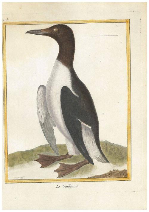 Le Guillemot