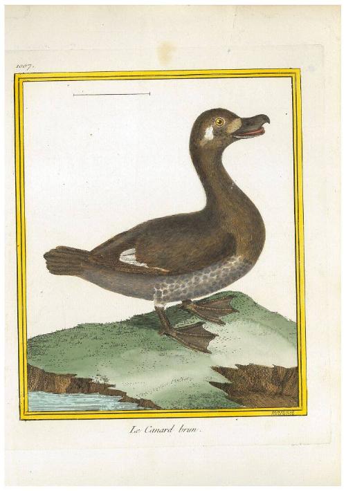 Le Canard Brun