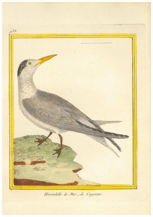Hirondelle de Mer de Cayenne