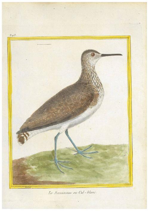 Le Beccasseau ou Cul-blanc