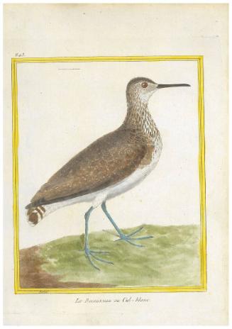 Le Beccasseau ou Cul-blanc