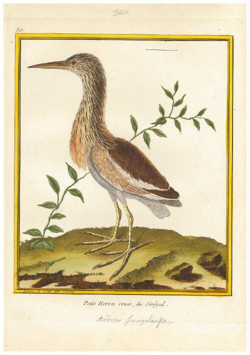Petit Heron roux du Sénégal