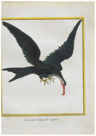 Le grande Frégate de Cayenne