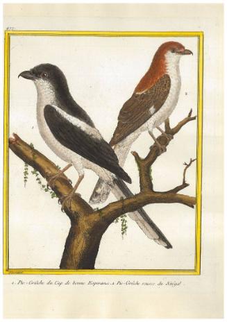 1. Pie-Griêche du Cap de bonne Esperance. 2. Pie-Griêche rousse du Sénégal.