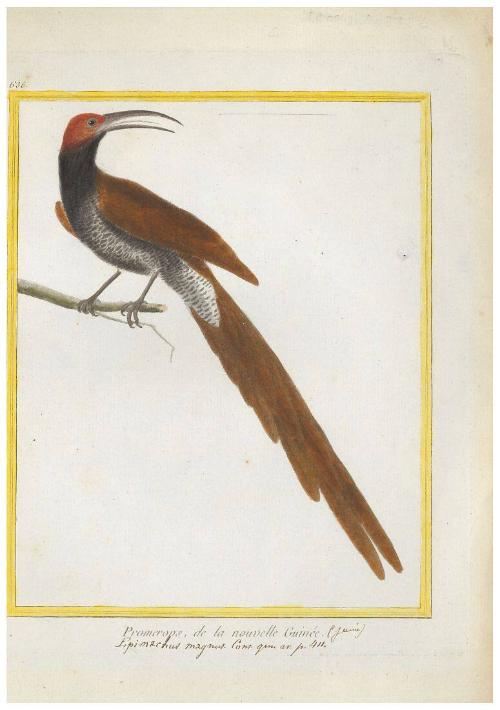 Promerops de la nouvelle Guinée