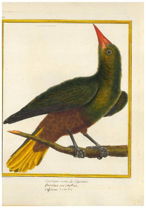 Cassique vert de Cayenne