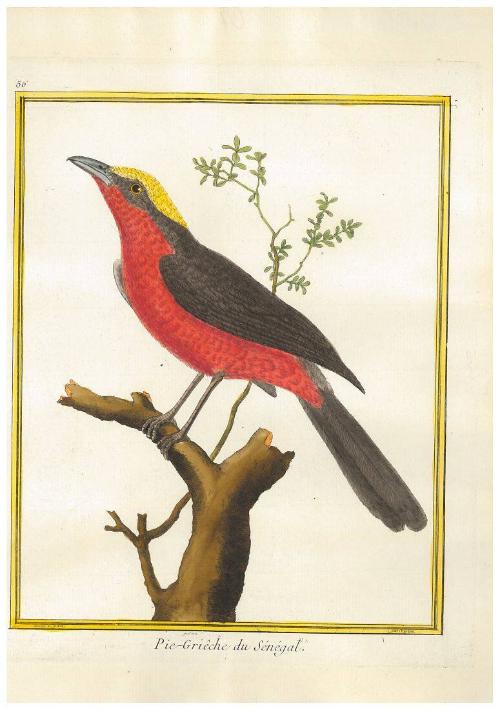 Pie-Griêche du Sénégal