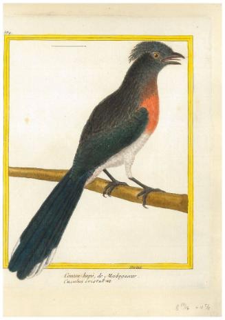 Coucou hupé de Madagascar