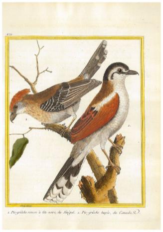 1. Pie-griêche rouse à tête noir du Sénégal 2. Pie-griêche hupée du Canada