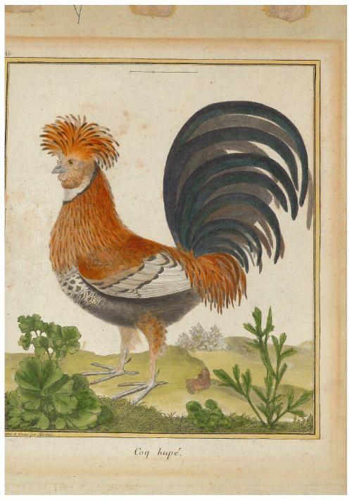 Coq hupé