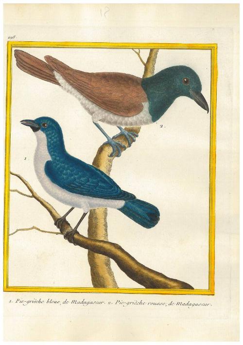 1. Pie-griêche bleu de Madagascar.  2. Pie-griêche rousse de Madagascar.
