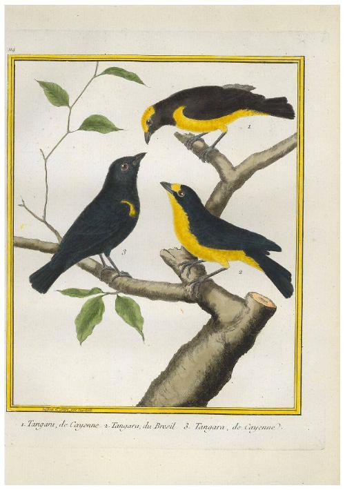 1. Tangara de Cayenne 2. Tangara du Bresil 3. Tangara de Cayenne