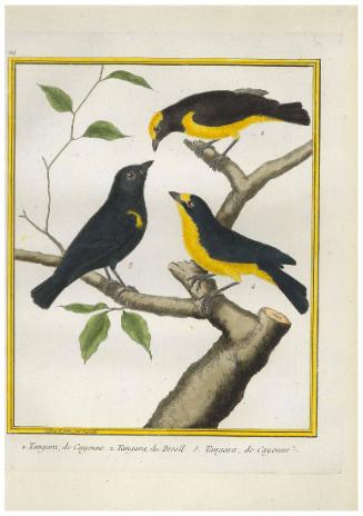 1. Tangara de Cayenne 2. Tangara du Bresil 3. Tangara de Cayenne