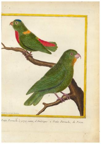 1. Petite Perruche à gorge jaune d'Amérique. 2. Petite perruche du Pérou.