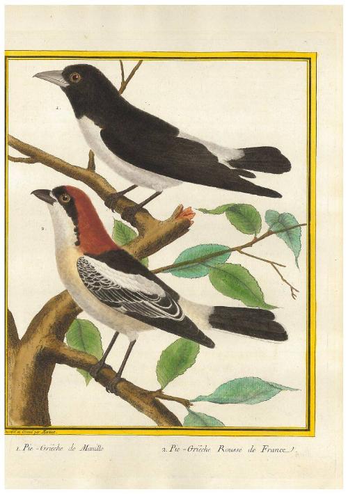 1. Pie-Griêche de Manille. 2.Pie-Griêche Rousse de France