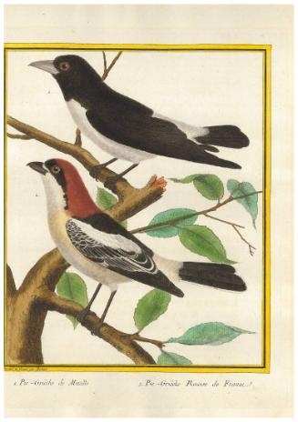 1. Pie-Griêche de Manille. 2.Pie-Griêche Rousse de France