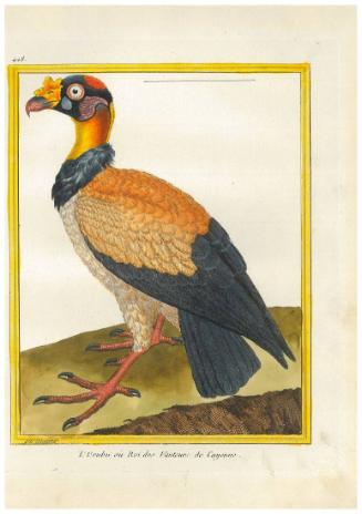 L'Urubu ou Roi des Vautours de Cayenne