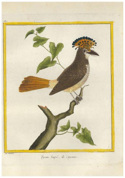 Tryan hupé du Cayenne