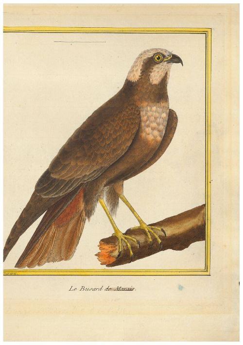 Le Busard de Marais