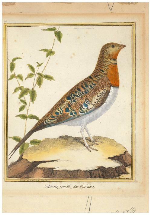 Gelinote femelle des Pyrénnés