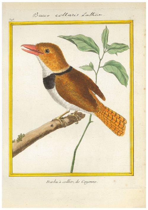 Barbu à collier de Cayenne