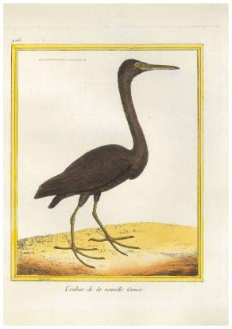 Crabier de la nouvelle Guinée