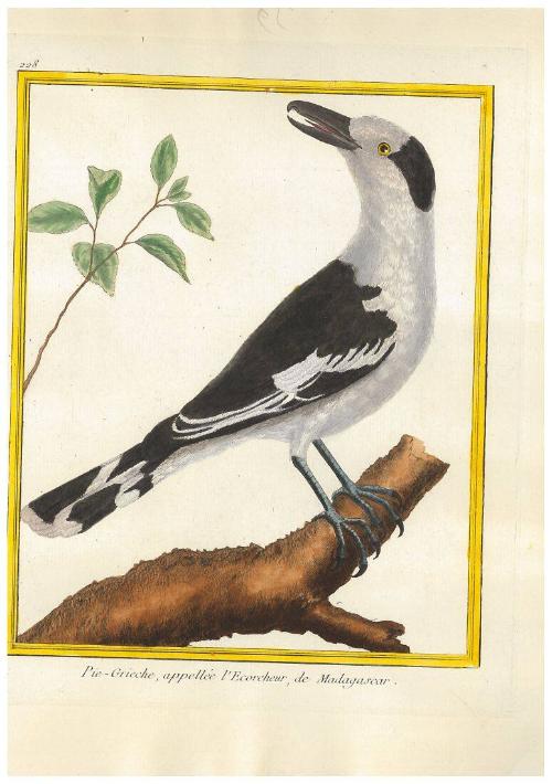 Pie-Grieche, appellée l'Ecorcheur de Madagascar