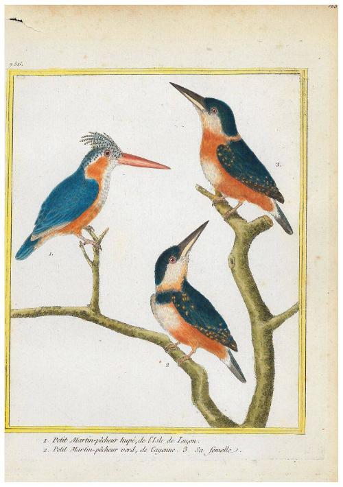 1.Petit Martin-pêcheur hupé de L'Isle de Luçon 2. Petit Martin-pêcheur verd de Cayenne 3. Sa Femelle