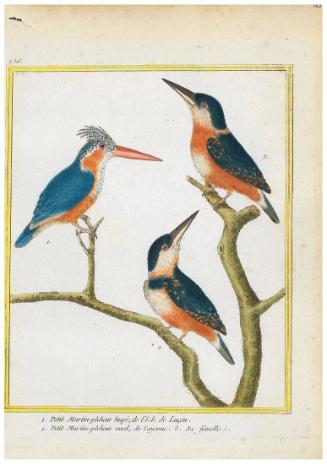 1.Petit Martin-pêcheur hupé de L'Isle de Luçon 2. Petit Martin-pêcheur verd de Cayenne 3. Sa Femelle