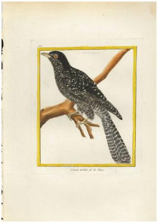 Coucou tacheté de la Chine