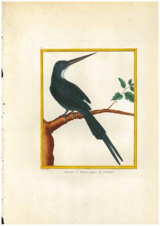 Jacamar à longue queue de Surinam