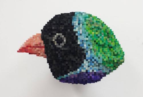 Gouldian Finch