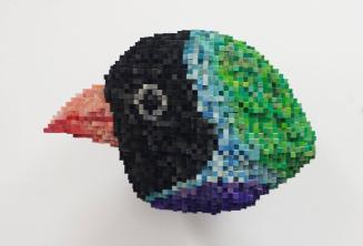 Gouldian Finch